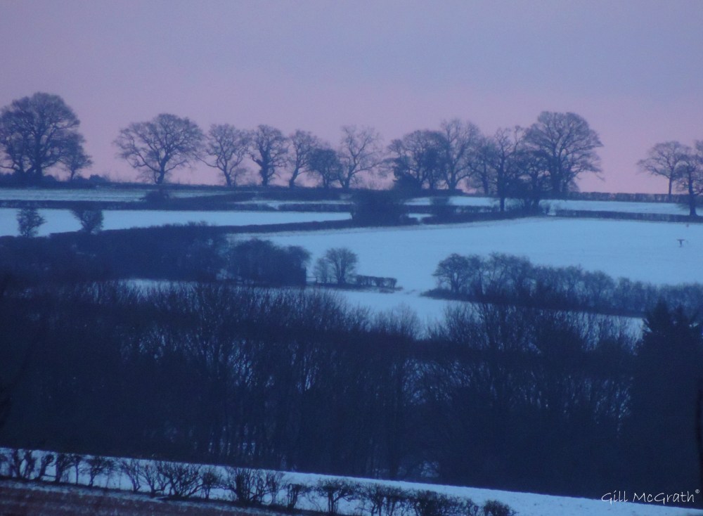 2015  01 31  13 trees  snow jpg sig