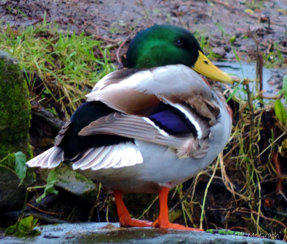 2014 01 01  duck head and tail jpg sig