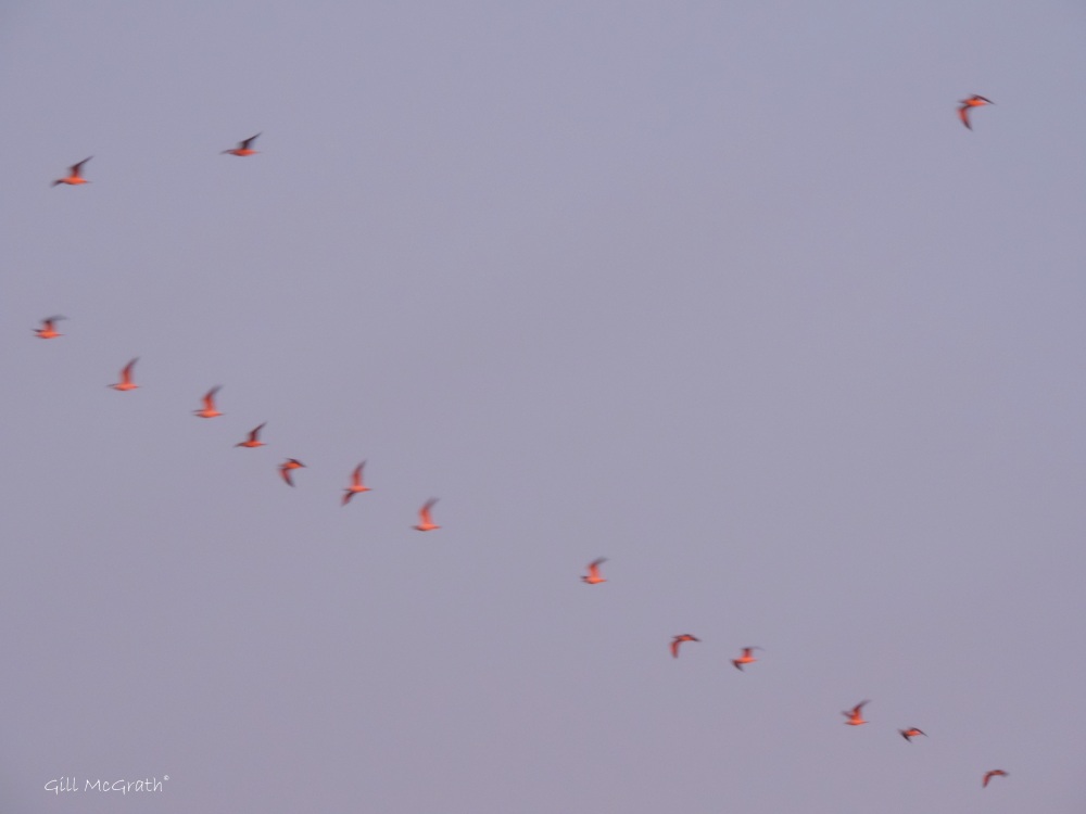 2015 01 02  gulls in formation jpg sig DSCN2293