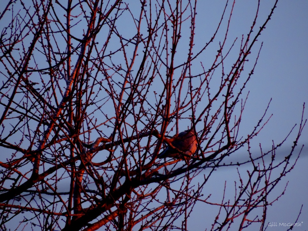 2015 01 02 pink pigeon in tree morning jpg sig