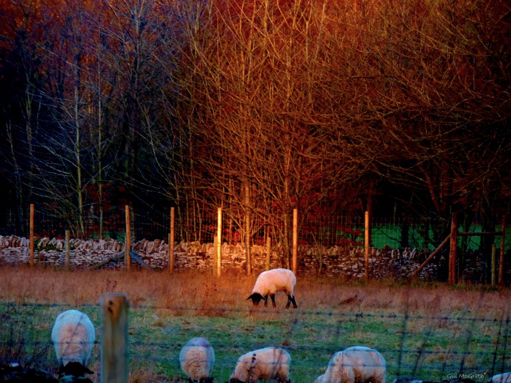 2015 01 29 spot light on sheep 1 jpg sig