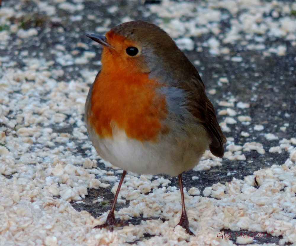 2015 02 03  robin jpg sig