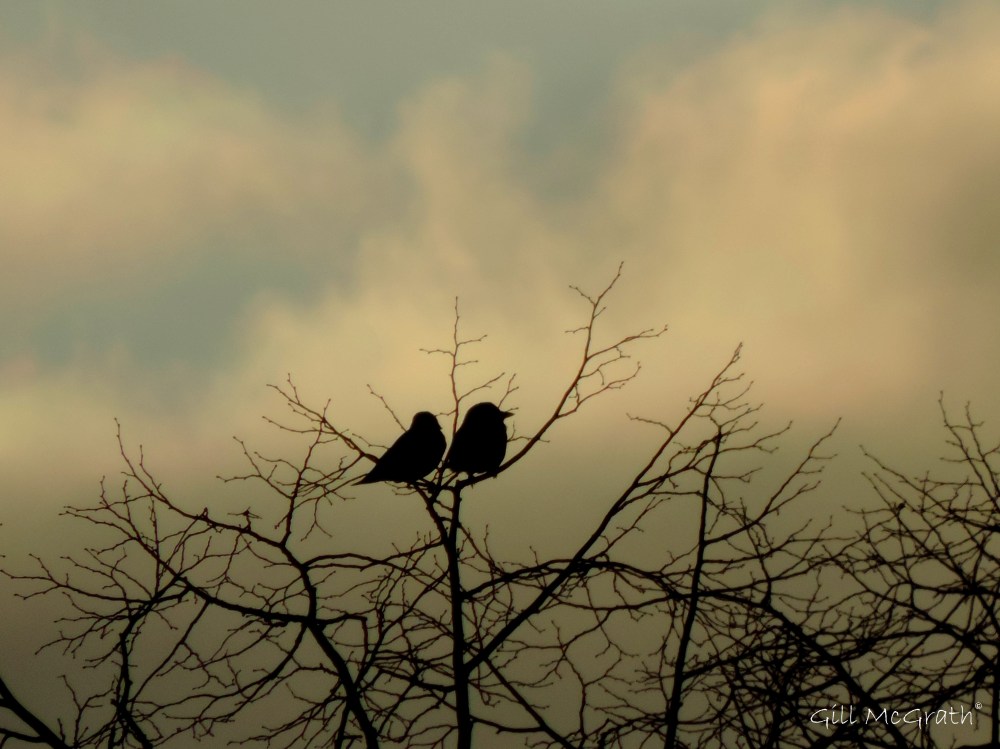 2015 02 04 sunset love birds jpg sig