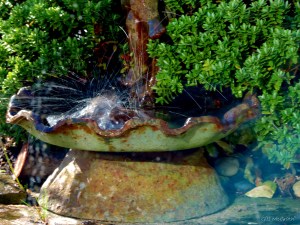 2015 02 10  bird bath jpg sig