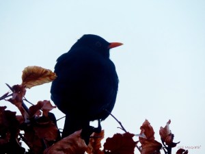 2015 02 10 blackbird hedge jpg sig