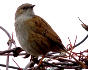 2015 02 10  brown bird in hedge jpg sig .