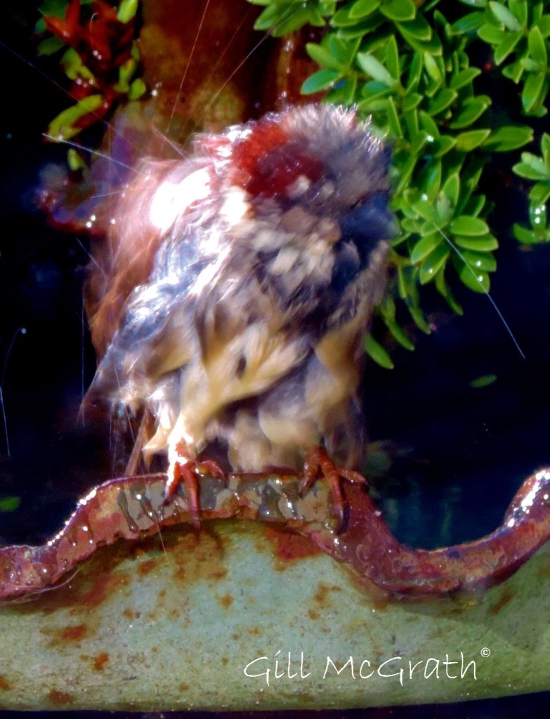 2015 02 10 here is a sparrow from bath jpg sig