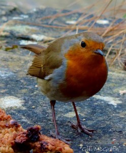 2015 02 10  robin with cake  jpg sig