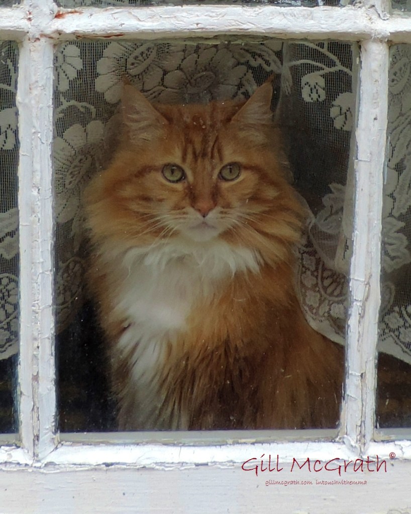2015 02 11 cat in a window jpg sig
