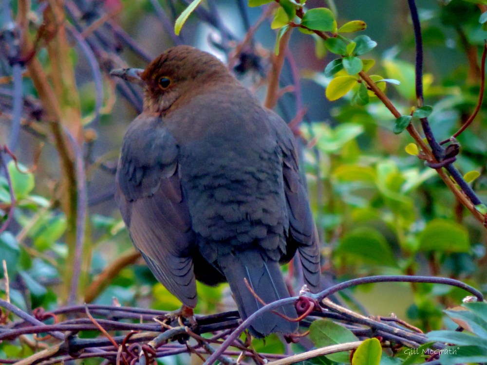 2015 02 12 black bird jpg sig