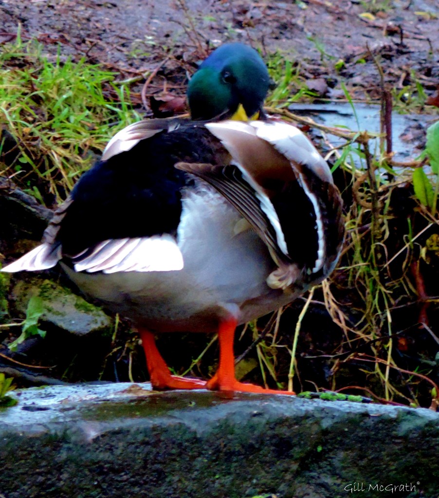 2015 02 12 duck 2 jpg sig