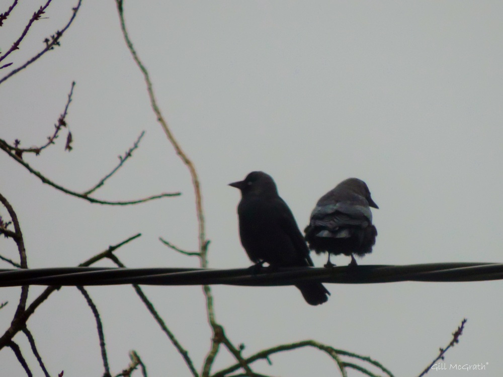 2015 02 15 crows jpg sig