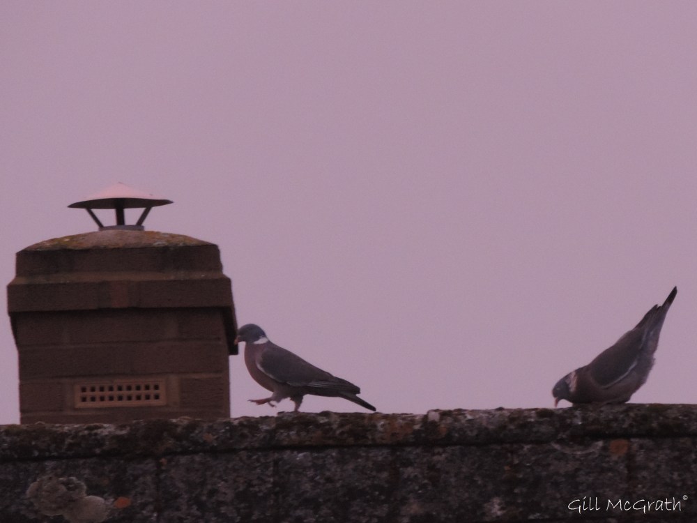 2015 02 16 birds roof strut jpg sig