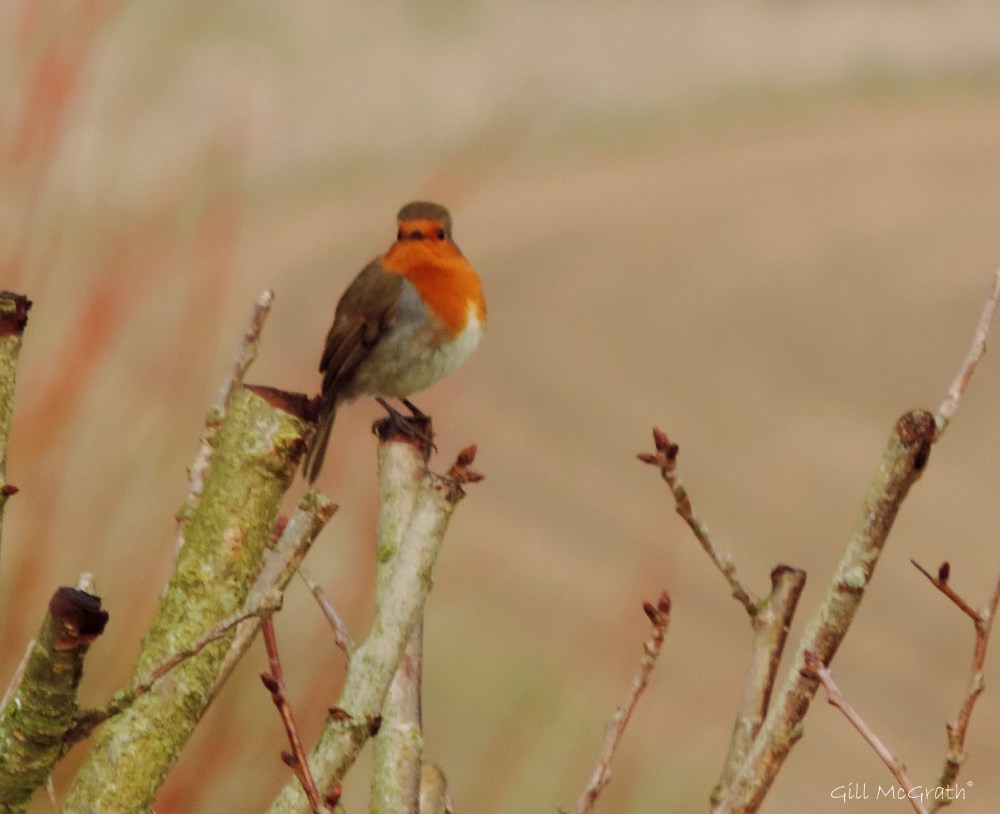 2015 02 16 color of evening jpg sig