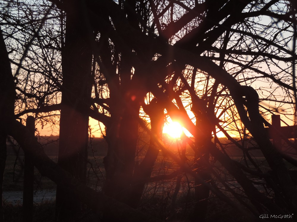 2015 02  17 bird in my view  2 jpg sig