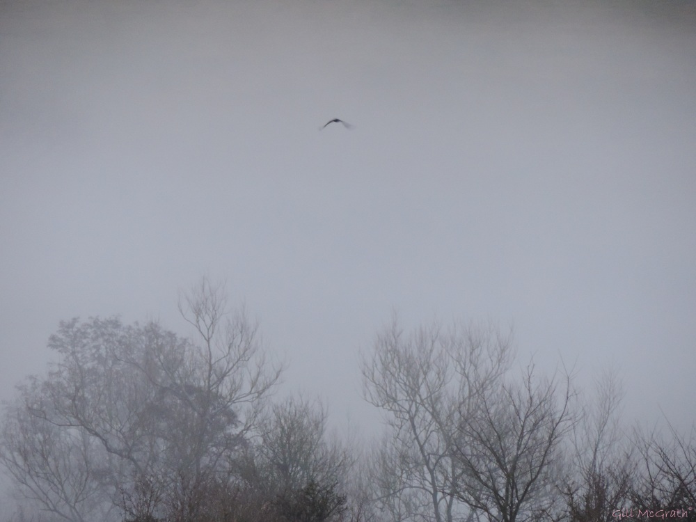 2015 02 20  unwrapping the valley mist tree tops jpg sig