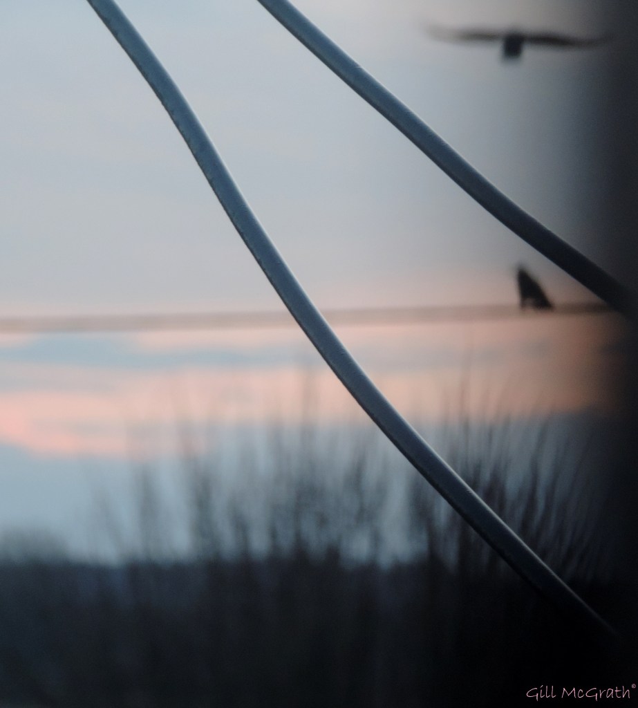 2015 02 21 2 pigeon post 2 jpg sig