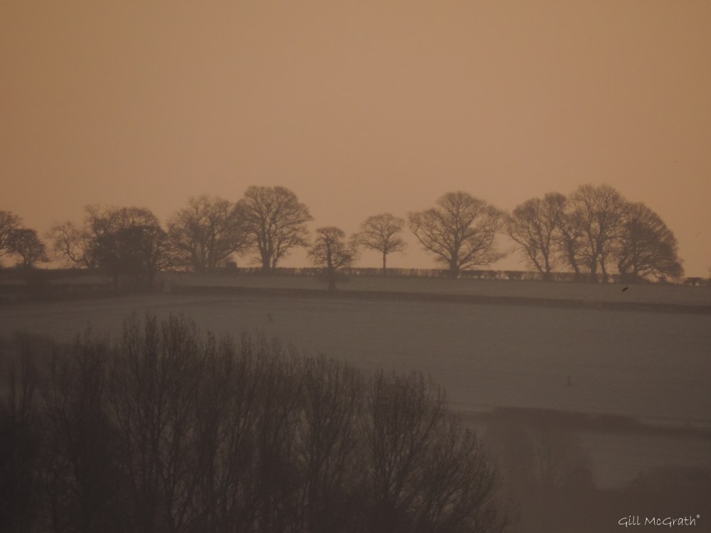 2015 02 22 722 13 trees jpg sig