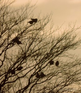 2015 02 27 partner birds jpg sig