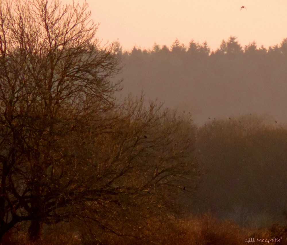 2015 0206 8.05am brown light jpg sig