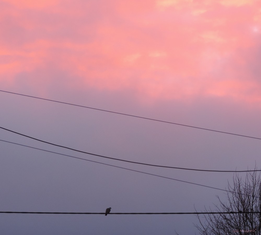 2015 03 02 bird in pink this morning jpg sig