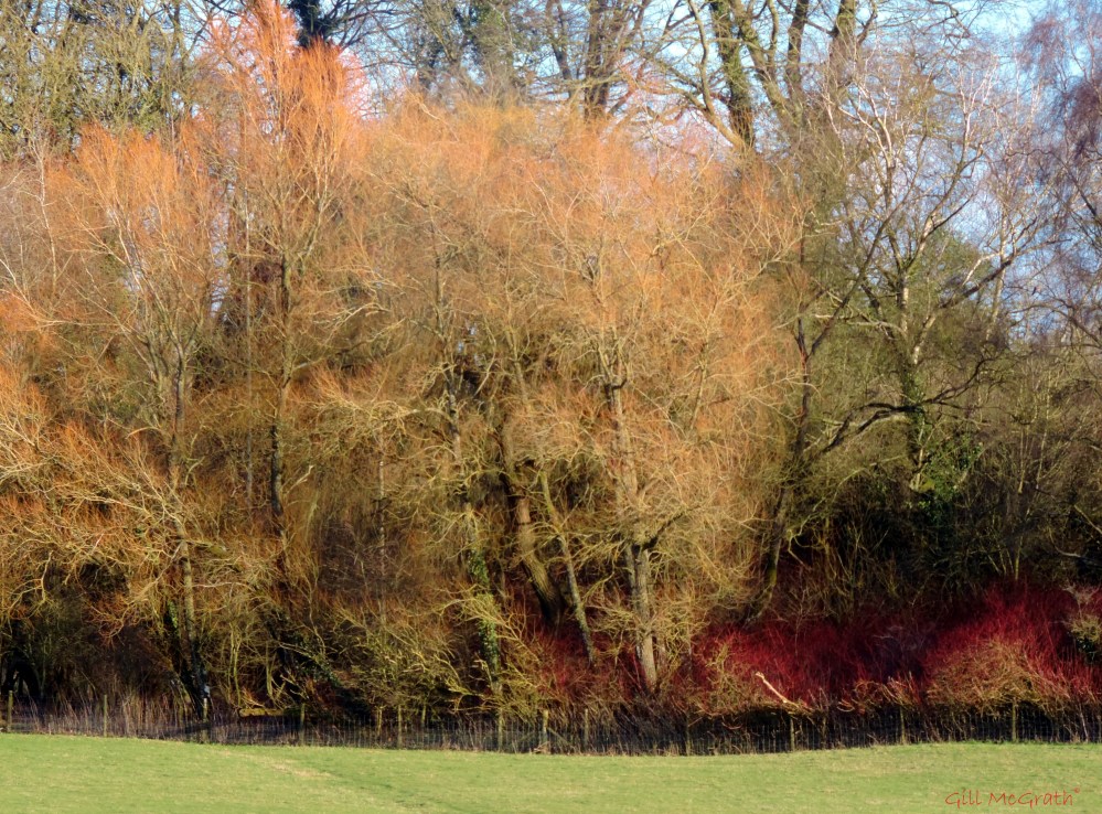 2015 03 02 dogwood edge on wood edge  jpg sig