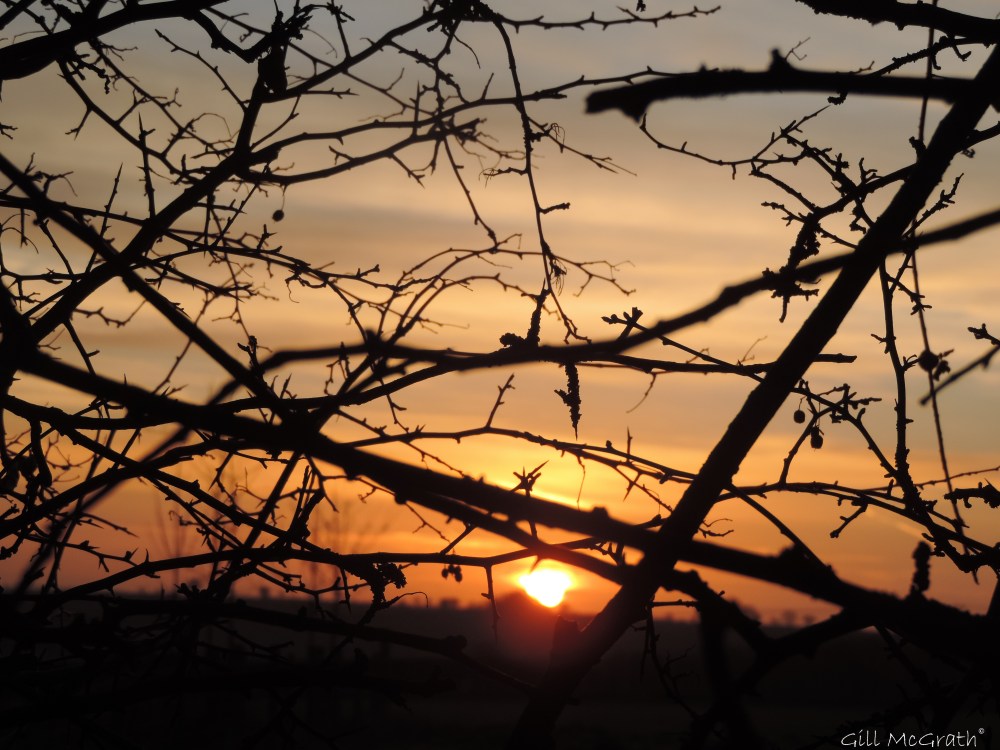 2015 03 05 behind hedge sun jpg sig