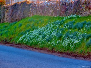 2015 03 05 bright white edge jpg sig