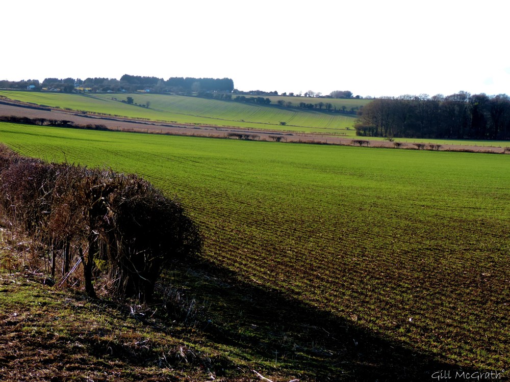 2015 03 05 field edge jpg sig