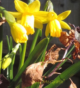 2015  03 07 daffodils jpg sig