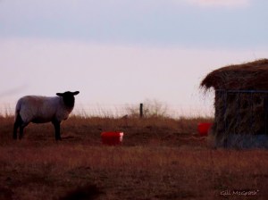 2015 03 08 sheep single jpg sig