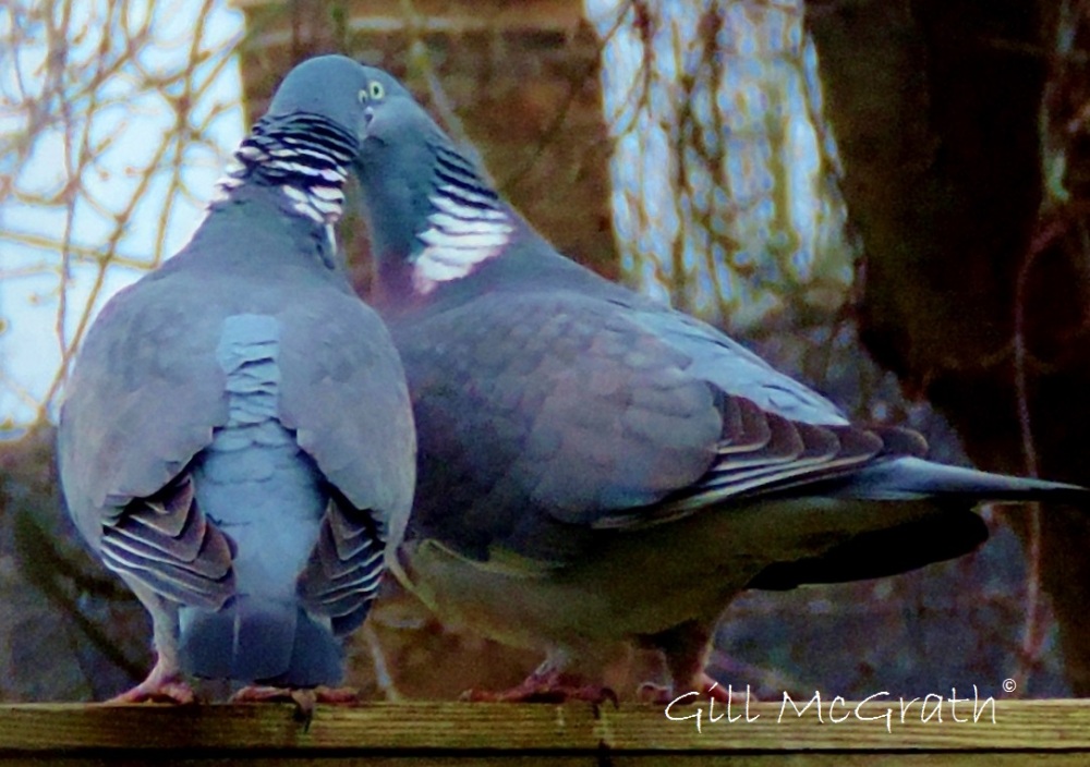 2015 03 09  kissing birds jpg sig