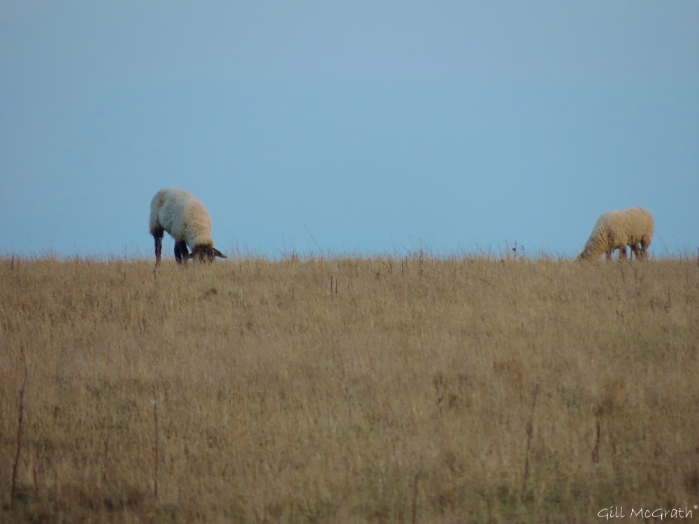 2015 03 10 sheep just before sunset jpg sig