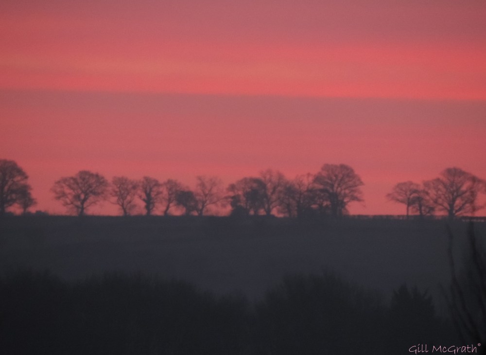 2015 03 11 1 608 pink 13 trees before morning jpg sig