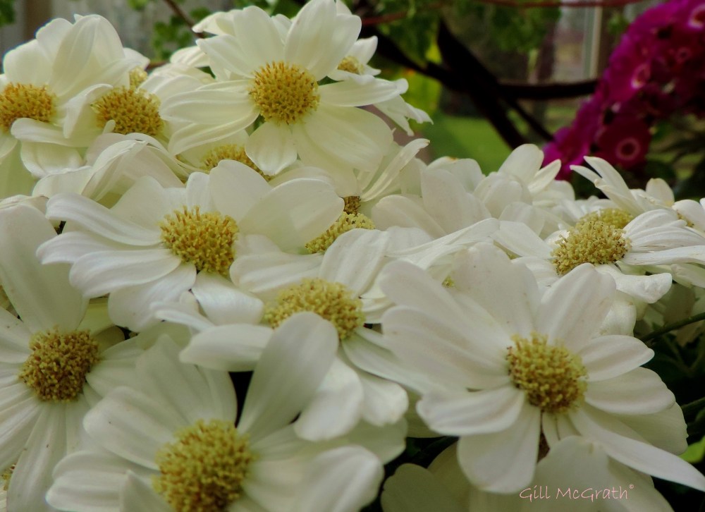 2015 03 12 daisy jpg sig