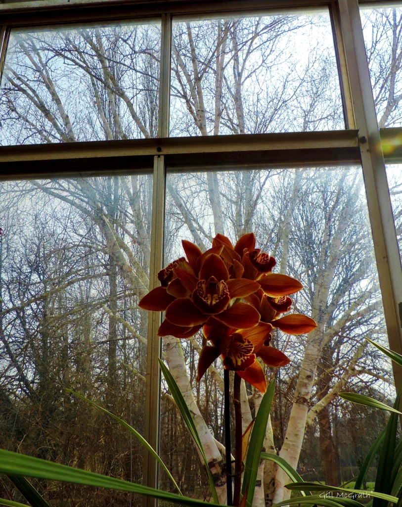 2015 03 12 orchid indoors jpg sig