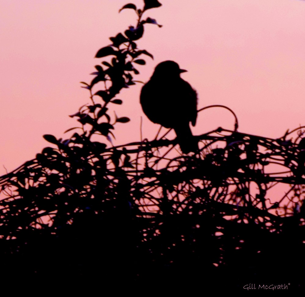 2015 03 13 bird observing sunset jpg sig