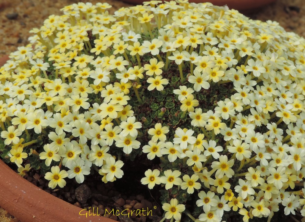 2015 03 13 squeeze of lemon small flowers jpg sig