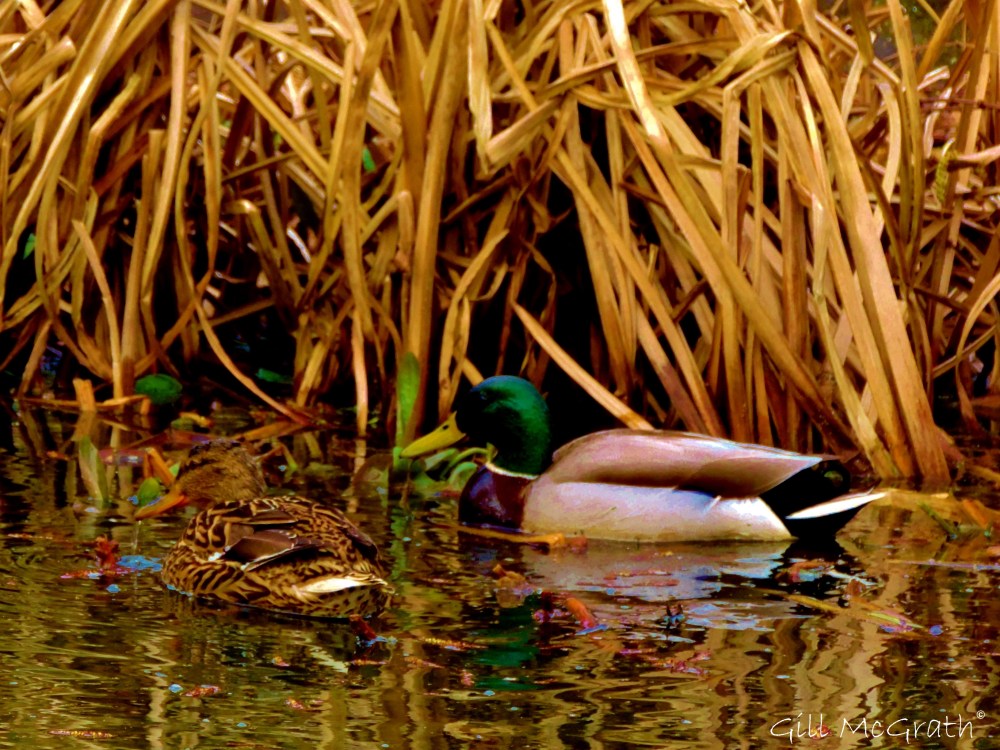 2015 03 16 water edge 5  jpg  sig