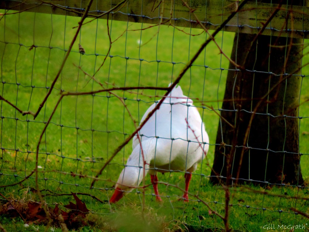 2015 03 17 old guard jg sig