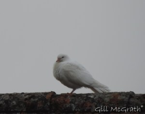 2015 03 20 dove jpg sig