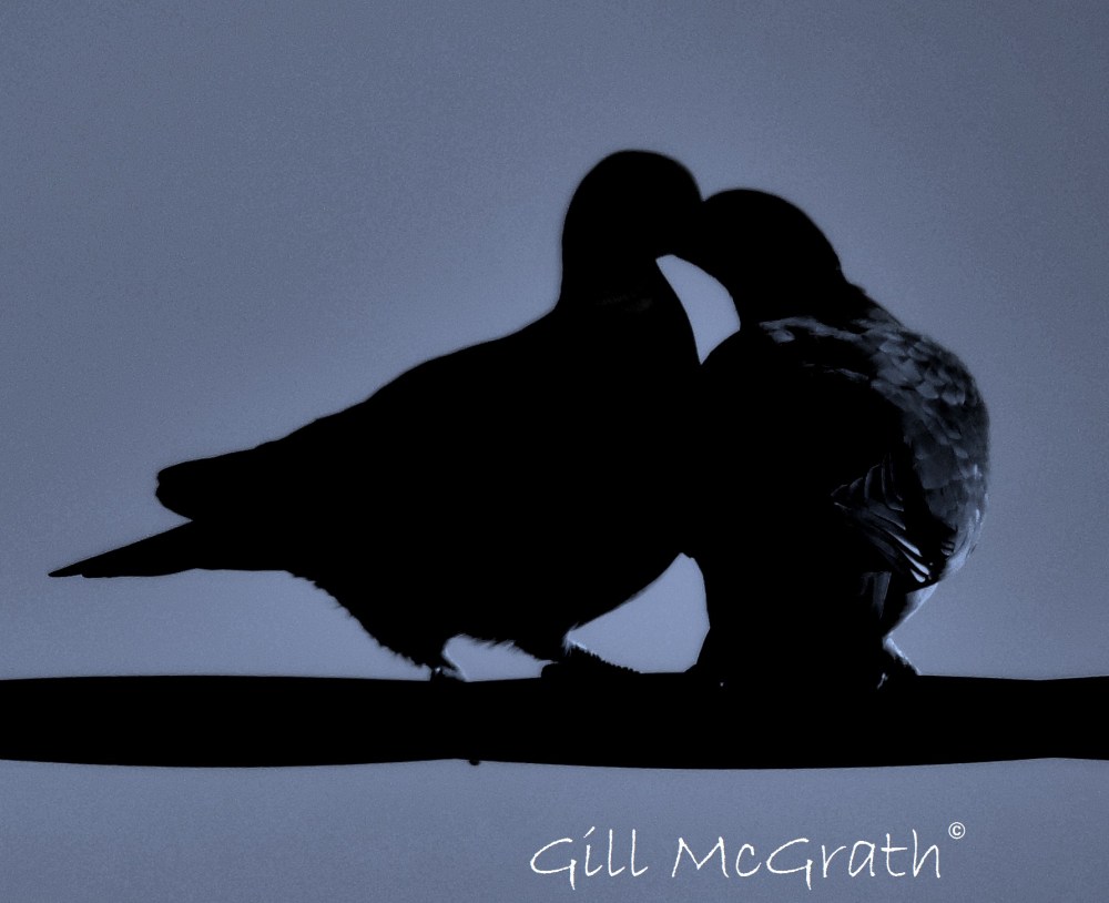 2015 03 22 7 birds looking for the moon  jpg sig