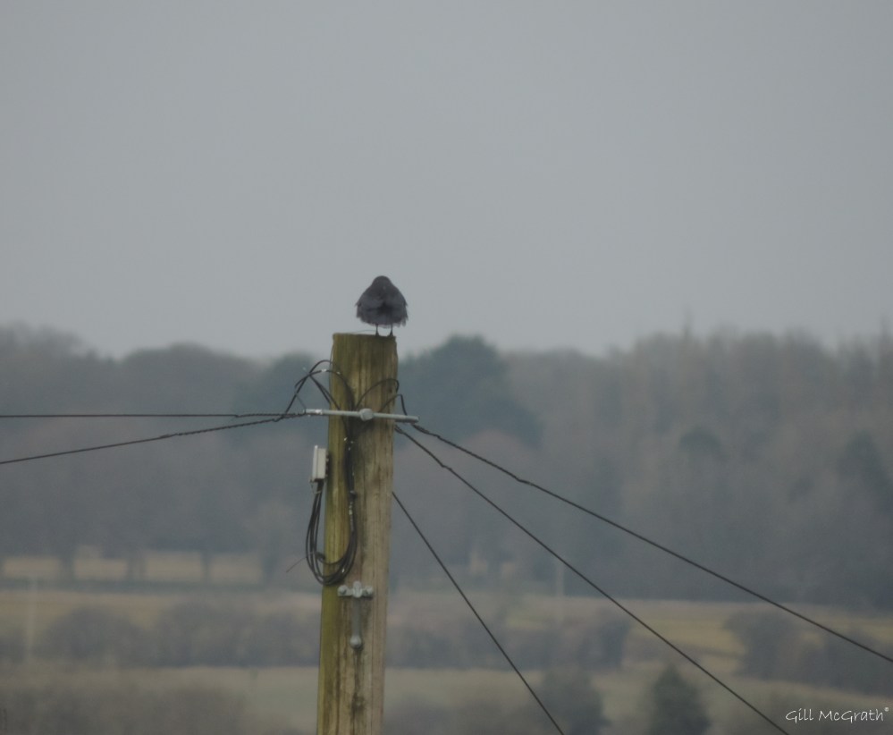 2015 03 23 4 looking for the moon jpg sig