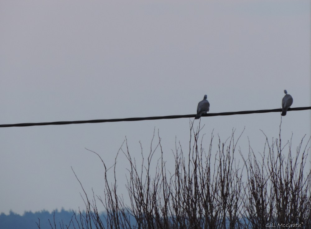 2015 03 25  two birds jpg sig