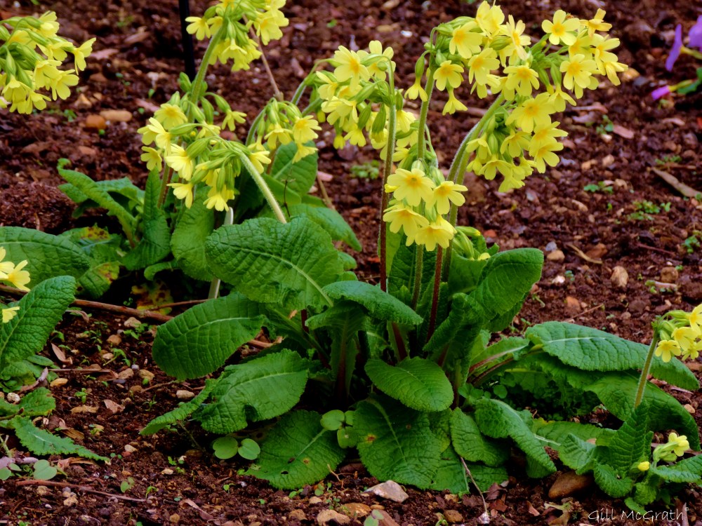 2015 03 26 5 tip toe 2 jpg sig