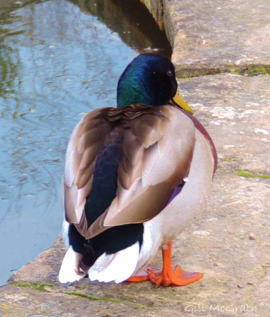 2015 03 26 walking by the water duck jpg sig  y