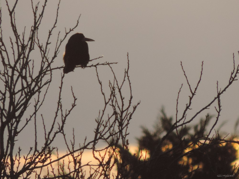 2015 03 27 1 2 1809 bird sun evening jpg sig