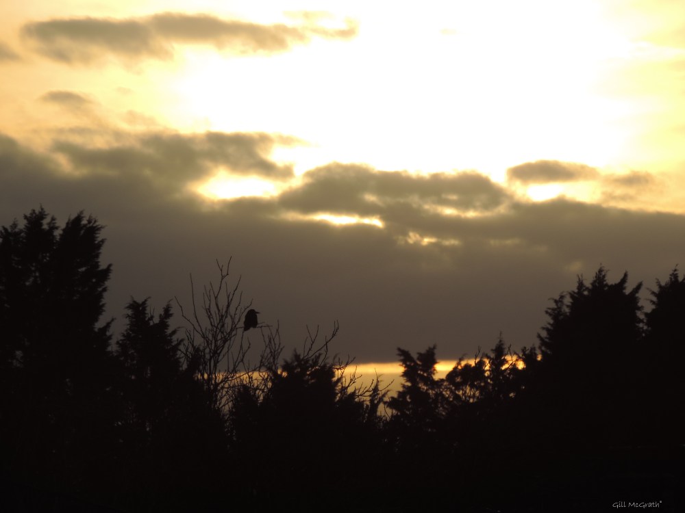 2015 03 27 2 bird 1810 on tree jpg sig