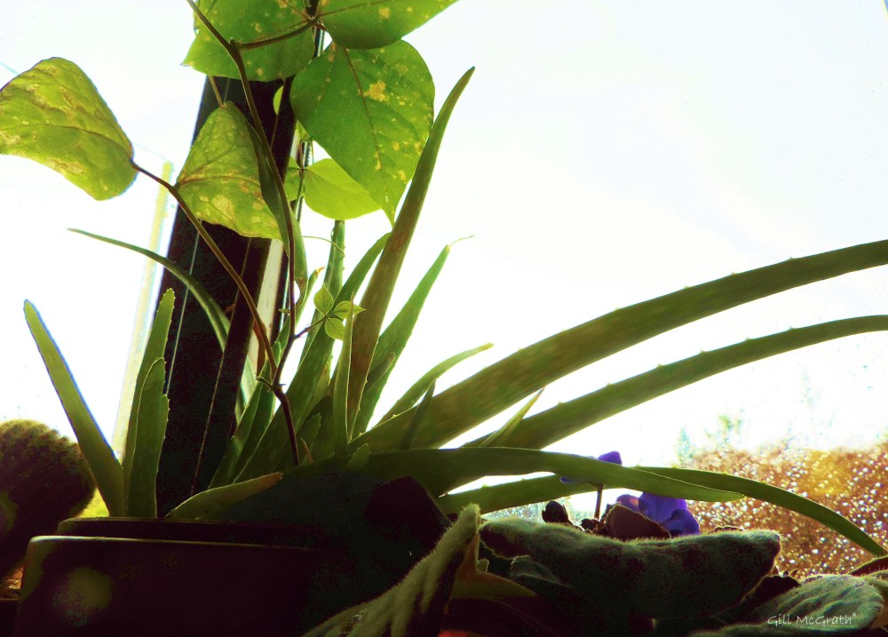 2015 03 30 29 bean jpg sig