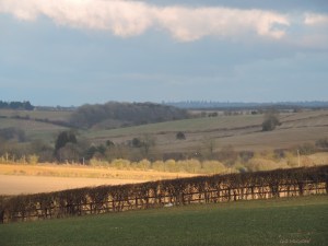 2015 08 03  pre sunset 513 field jp ig